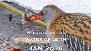 Wildlife on the Water of Leith - January 2026