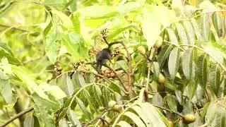 Black-throated Flowerpiercer, Diglossa brunneiventris