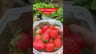Petik Strawberry Mencir 🍓🍓🍓 #strawberry #strawberries #agriculture #shortvideo #tanamanbuah