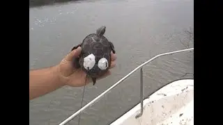 Diamondback Terrapins Malaclemys Kiawah Island, SC Radio Telemetry 2006