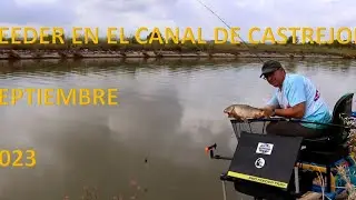 feeder en el canal de castrejon, Septiembre 2023