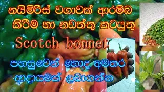 නයිමිරිස් වගාව 02 Scotch bonnet
