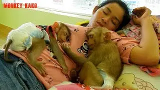 Baby Monkey | Monkey Kako Family Relaxing Midday After Tired Work | Baby Monkey Sleeping