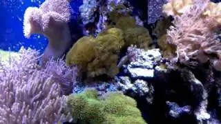 Preuss Pet Shop in Lansing MI