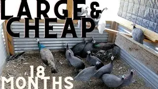 Large and Cheap Aviary Update