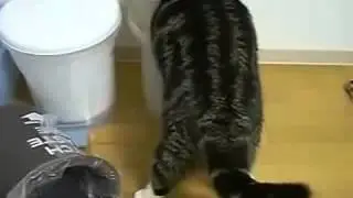 История жизни Мару