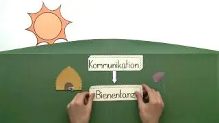 HONIGBIENE | DER BIENENTANZ | Biologie | Biologie der Tiere (Mittelstufe)