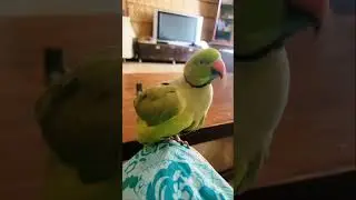 Sweetest Parrot Self-Grooming Moment🥰 #parrot #talkingparrot #birds #cute #animals #funny #pets #fyp