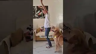 🐔Chicken Dance with FurDad?!😂 #ChickenDance #FurDad #FunnyPets