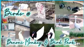 Birds @Benoni Monkey & Bird Park