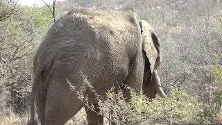 EEG - Elephant Reintegration Trust - Rewilding 2015 Video 5 South Africa  Elephants Gaining Autonomy
