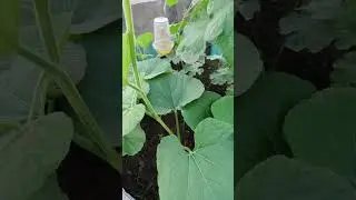 fly traper #garden #terracegardenindia #gardendesign #terracegarden #nature #gardening #farming