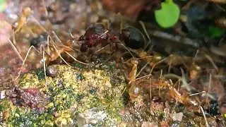 pheidole colony vs yellow crazy ants