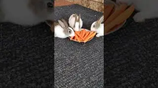Cute rabbit eating carrot #shorts #animallover #cute #rabbit #carrot #eating #viral #trending #funny