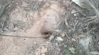 Find To Catch Crabs In Secret Hole - How To Catch Crab In Hole
