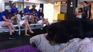 Ruffi and Mylee being sang to at Pawsway