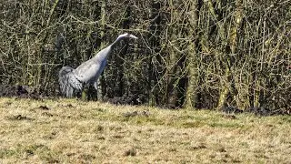 Traner Cranes i Danmark - Wildlife - Naturen omkring Kolding