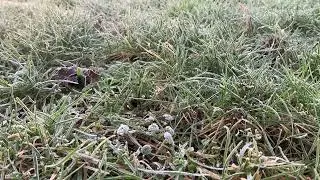 Avoid stepping on frosty lawns!