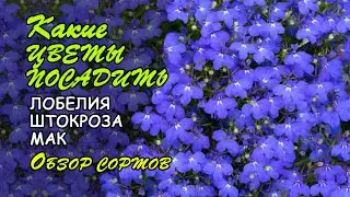 Какие цветы посадить в 2022 году? Обзор сортов лобелии, бегонии, шток-розы и др.