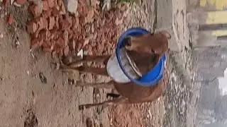 Save the cow 🙏