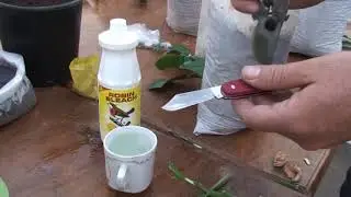Nursery Workshop - Chip budding