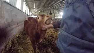 Vaches limousines en b&acirc;timent 2020!!
