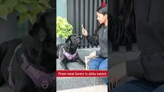 India&rsquo;s Favourite Dog Treats | High Protein & Healthy 🐕🔥