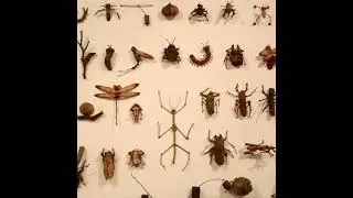 Queen Bea (OMG... He Dies In This??) | Creepy Crawlies Incorporated