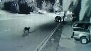 Пумы зачастили в чилийскую столицу