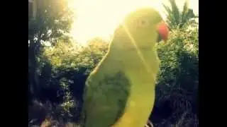 Beautiful Bird endemic to Mauritius