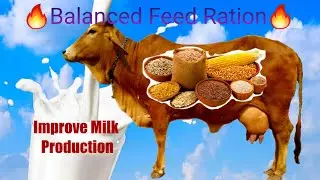 🔥Award 🏆Winning Balanced Cattle Feed Formula🔥 | By Jayesh Bhai Award 🏆Winning Dairy Farmer