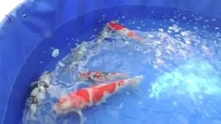 DJ D'Lemma Vlog. Washington Koi Society show! Beautiful, expensive fish!!
