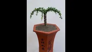 Golden Branch and Jade Leaf Coconut Tree Planting Tips Flower Care