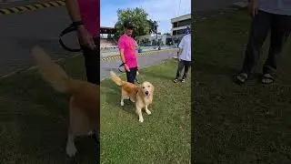 pls let me.paly with other dogs too! #funny #doggielife #dogshorts #doglove #goldenretriever