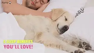 Top 5 Benefits of Sleeping with Your Dog &ndash; Even Science Agrees!