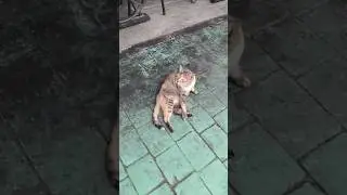 30 sec of walking with street cat🐈 #walkwithcat #straycat #streetcat #catshort #猫動画かわいい