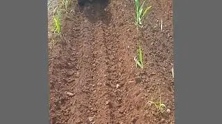 Only bcs power tiller in sugercane
