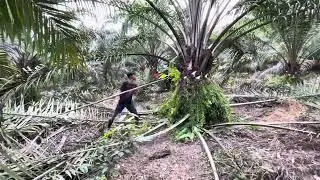 🔴PENUNASAN(PRUNING)PELEPAH SAWIT BAGIAN DARI PERAWATAN KEBUN SAWIT PART 11-ENCIK JUNIANTO CHANNEL