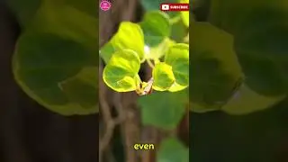 Nature's Predators Carnivorous Plants #Plants #carnivorous  #nature #facts