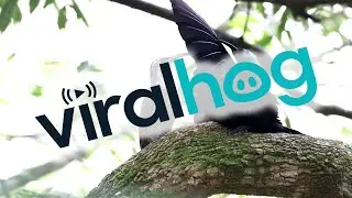 Male Paradise Riflebird Shows Off For Female || ViralHog