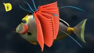 魚類的呼吸/How Do Fish Breathe