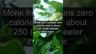 Is monk fruit keto friendly?