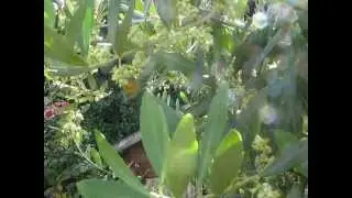 L'IMPOLLINAZIONE DELL'OLIVO