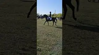 Lipizzan Internațional Federation - Herghelia Beclean #beclean #cavalo #horse #horses #romania