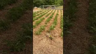 How to keep a garden WEED FREE!