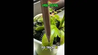 Curious How a Venus Flytrap Reacts to a Tiny Pencil Tap? #VenusFlytrapFeeding #BugEatingPlant #how