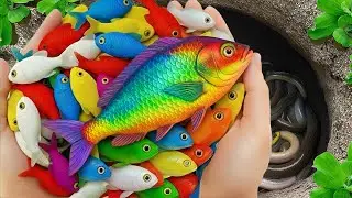 Catch Beautiful Aquarium Fish In Small Pond Baby Turtles, Eel, Frog, Pencil fish, Crab, Blue Guppies