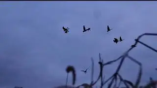 What a year! 2024 goose/duck hunt!