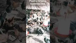 poultry farming idea #chicken #shorts #youtubeshorts #shortsfeed