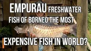 Ikan Empurau /Freshwater Fish of Borneo the most Expensive in the World?